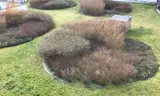 Miniature 11