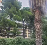 Miniature 4