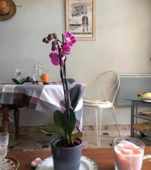 Studio 27m² Vernet-les-Bains - Grande terrasse - Photo 2